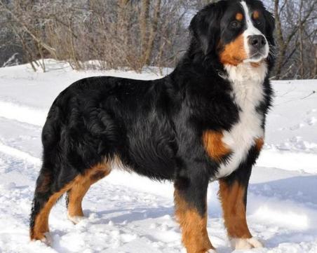bovaro del bernese