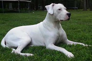 dogo argentino